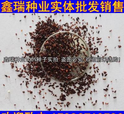 薄荷与罗勒 草本花卉的芳香魅力与化妆品应用