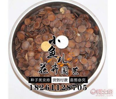 批发羊蹄甲种子 新采优质，厂家直销，欢迎选购