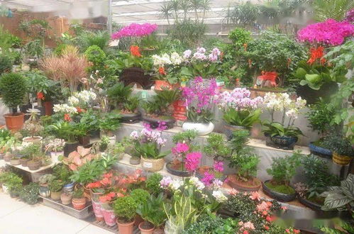 秋色满园迎国庆 凤凰花卉的数字化转型之路